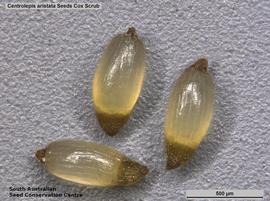   Seeds:   Centrolepis aristata ; Photo by South Australian Seed Conservation Centre, used with permission
